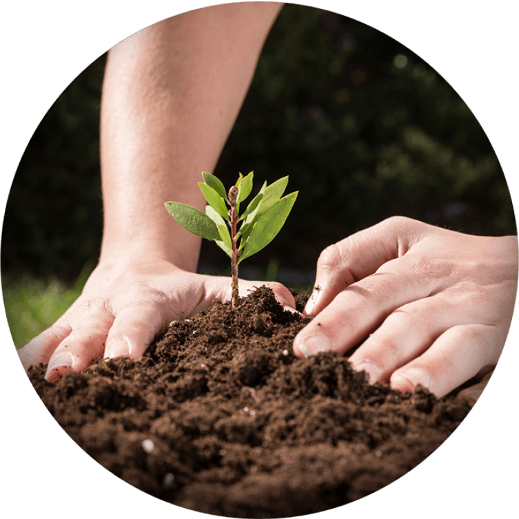 Plantation d'une jeune pousse dans le sol